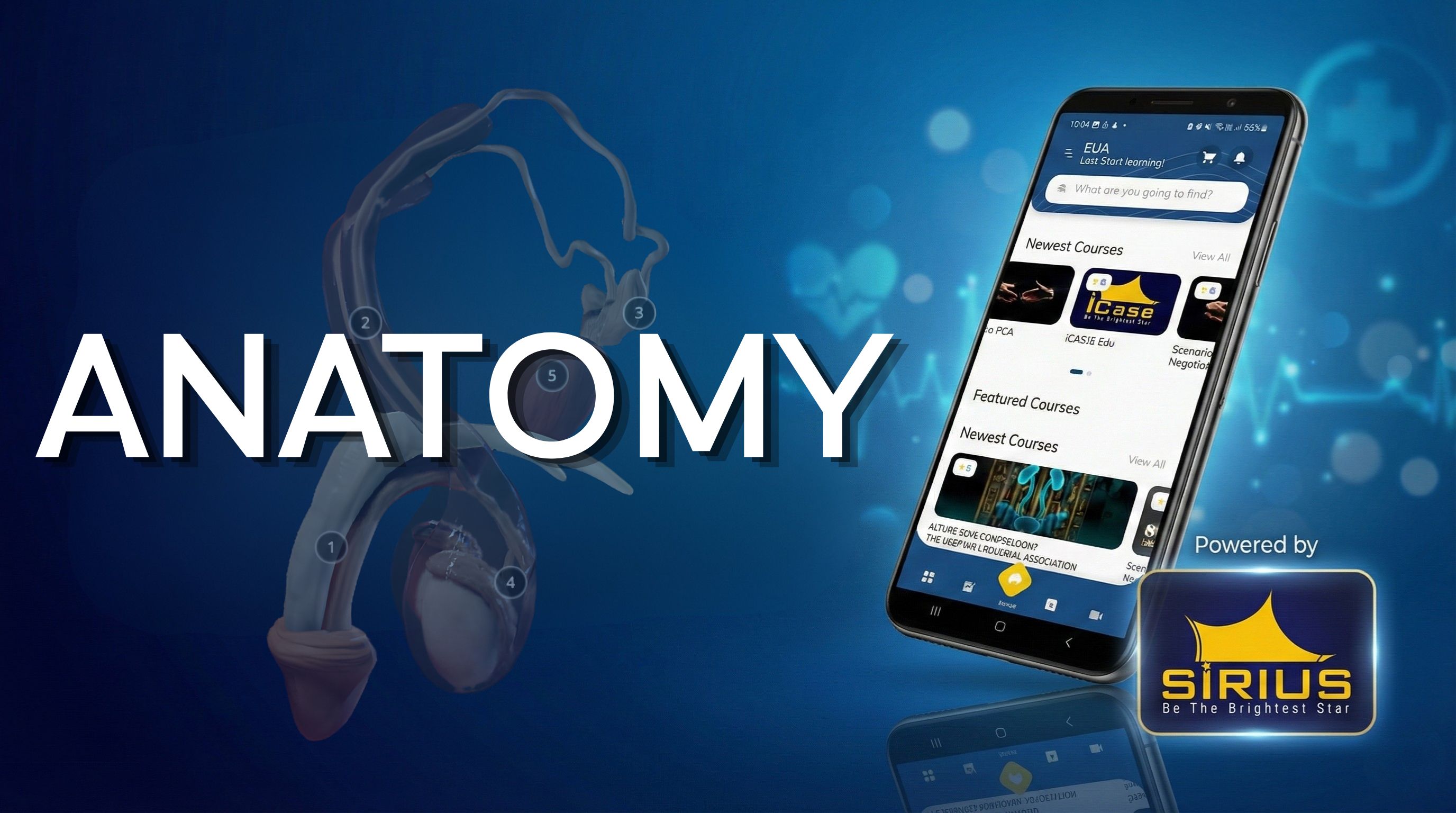 🔬 Advanced 3D Urological Anatomy – Designed for Clinical Practice